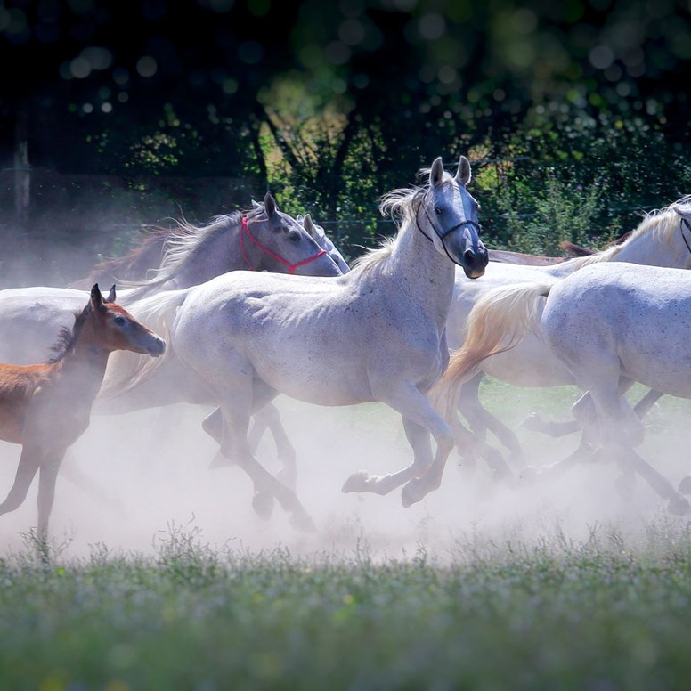 Putovanje Zlatnom Slavonijom nikad nije bilo zabavnije