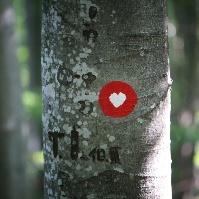 Planinarenje, pješačenje, trčanje