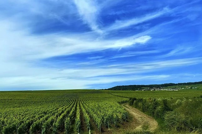 Studijsko putovanje u regiju Champagne - Slika 8